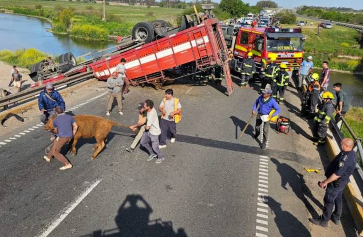 Un camión con vacas volcó en San Pedro y los vecinos las faenaron