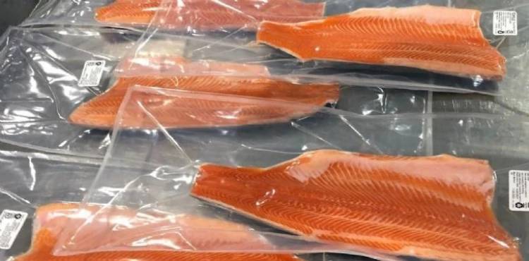 Las mejores truchas del mundo se producen en el Limay de Neuquén