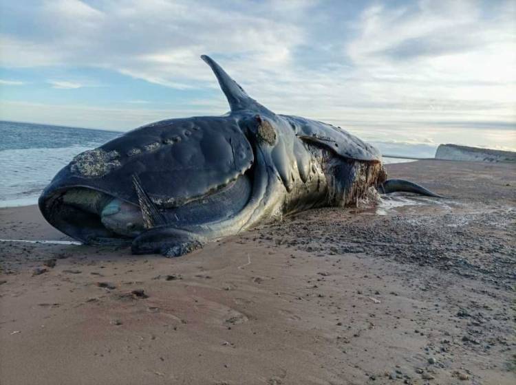 En Península Valdés aparecieron muertas 21 ballenas en lo que va de 2024: ¿Cuál es la explicación?