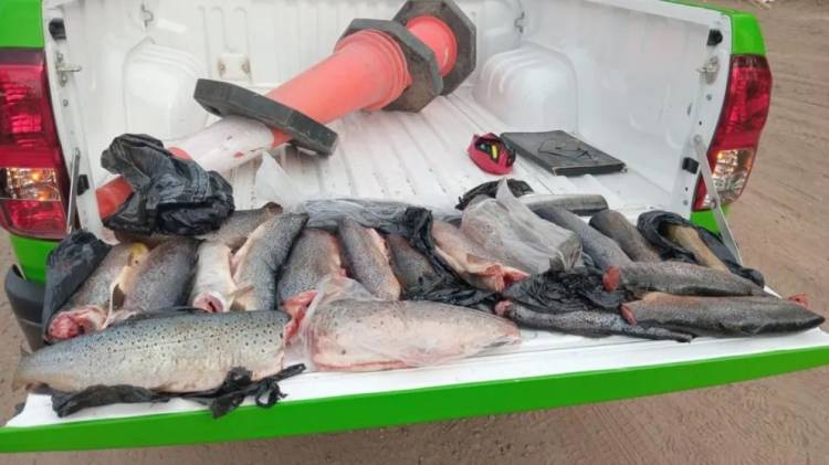 La dirección de Fauna secuestró 21 truchas
