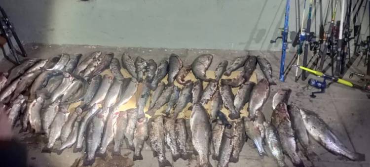 Pesca furtiva: decomisan 77 truchas a pescadores ilegales