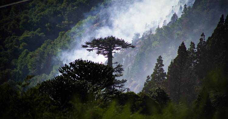 Incendio Valle Magdalena – Parque Nacional Lanín
