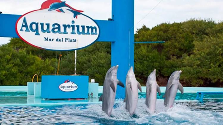 Tras 32 años, cierra uno de los principales acuarios de Argentina, ¿cuál será el destino de los animales?
