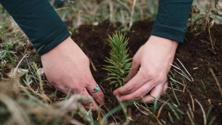 CAVIAHUE: Restaurando la Naturaleza: El Papel de los Voluntarios en la Recuperación de los Bosques de Araucarias
