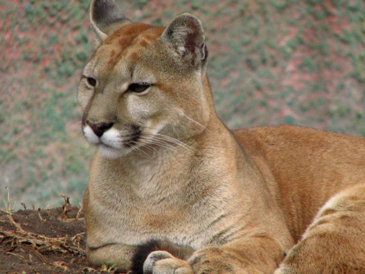 Histórico: Santa Cruz prohíbe la caza de pumas y zorros
