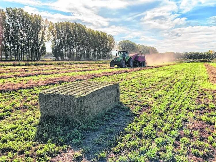 NEUQUEN La Patagonia Norte presenta la “EXPO ALFA”: Un evento para potenciar la producción de alfalfa