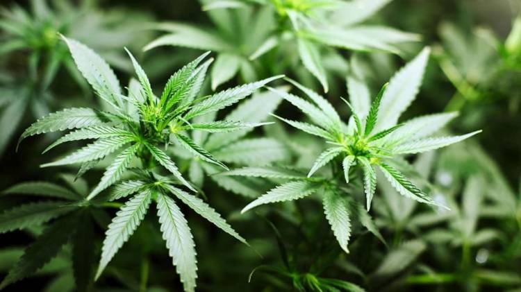 El gobierno advirtió un uso "abusivo" del cannabis medicinal y cambió las reglas para acceder: los nuevos requisitos