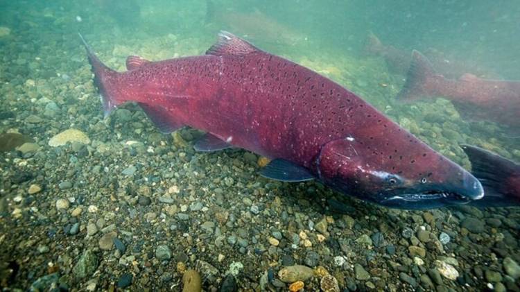 Cómo es el pez exótico que llegó del Atlántico y puso en alerta a Neuquén al aparecer en el río Limay