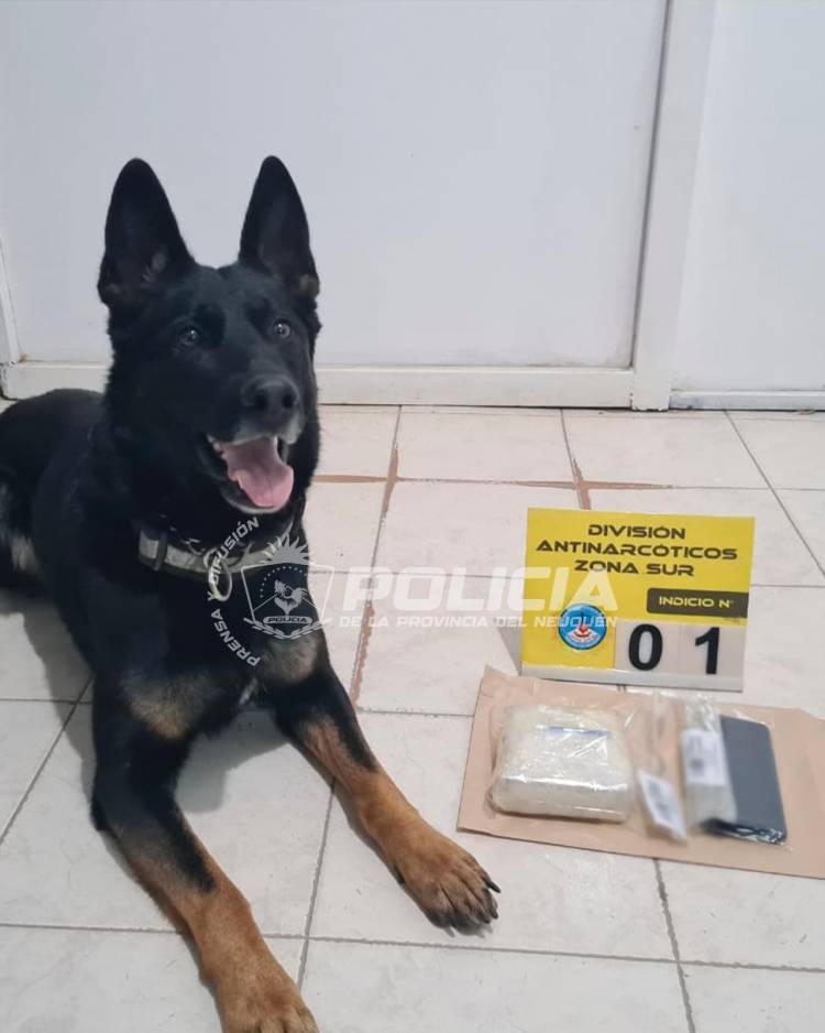 SAN MARTIN DE LOS ANDES "Betina" la perra policía que detectó cocaína en un colectivo de larga distancia