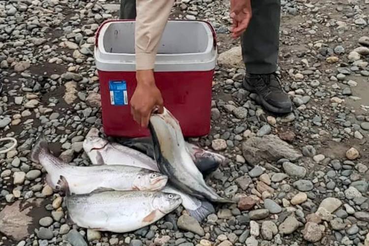 Labraron infracciones y decomisaron 105 ejemplares de truchas