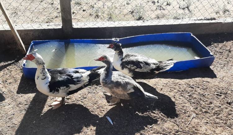 CHALLACO La Escuela Rural N.º 176 pide donaciones de tambores para construir lagunas artificiales para sus patos y gansos