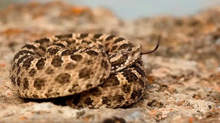 Serpientes en Río Negro y Neuquén: hay cinco especies venenosas, cómo actuar ante una mordedura