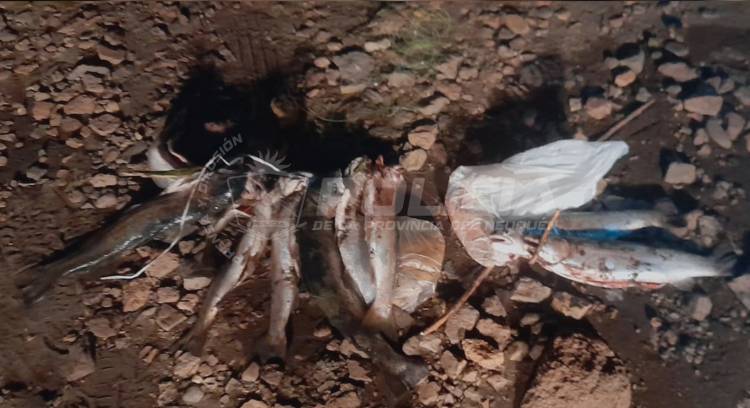 Operativo nocturno contra la pesca furtiva 