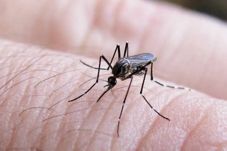 NEUQUEN Prevención del dengue - Se realizó control de foco por una ovitrampa positiva de Aedes Aegypti en Neuquén 