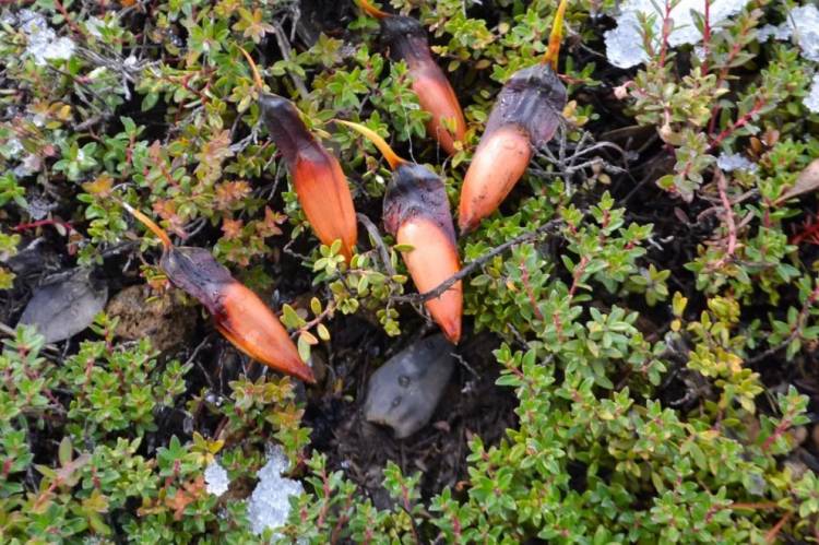 Este sábado 7 comienza la temporada de recolección de piñones