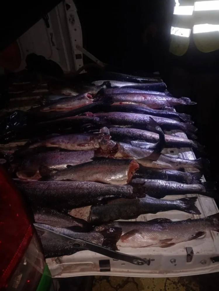 Secuestraron 60 truchas en Piedra del Águila y sospechan venta ilegal