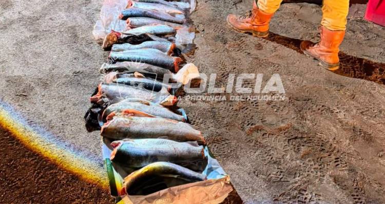 Decomisan 32 truchas por infracciones de pesca 